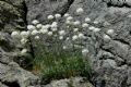 Armeria leucocephala